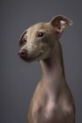 Italienischer Windhund mit seitlichem Blick auf grauem Hintergrund — Stockfoto