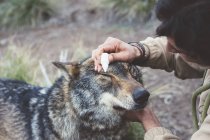 Homem cuidando de olhos de lobo no zoológico — Fotografia de Stock