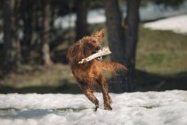 Cane che gioca con bastone sul prato innevato — Foto stock