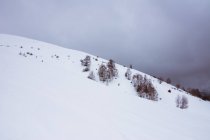 Colline enneigée et arbres nus en hiver avec ciel nuageux en arrière-plan — Photo de stock
