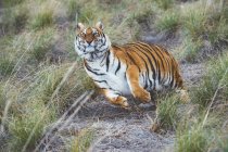 Смугастий тигр, що бігає в зеленій траві в природі — стокове фото