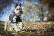 Small dog running in autumn park — Stock Photo