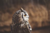 Close-up of brown Owl sitting and looking away — Stock Photo