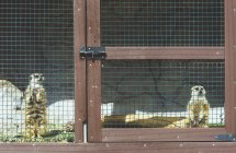 Pequenos lêmures bonitos em pé na gaiola no zoológico em dia ensolarado — Fotografia de Stock