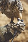 Close-up de Coruja de pé na mão vestindo luva na natureza — Fotografia de Stock