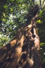 Высокое дерево, растущее в джунглях в Чьяпасе, Мексика — стоковое фото