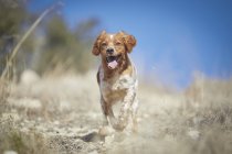Маленькая собака бегает в природе с голубым небом на заднем плане — стоковое фото