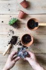 Gros plan des mains humaines plantant des plantes de cactus — Photo de stock