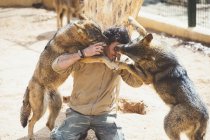 Людина бореться з вовками в клітці в зоопарку — стокове фото