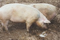 Big swines standing in dirt on farm — Stock Photo