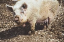 Big swine standing in dirt on farm and looking at camera — Stock Photo