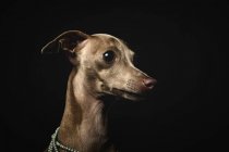 Pequeño perro galgo italiano mirando hacia otro lado sobre fondo negro - foto de stock