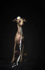 Маленькая итальянская борзая собака, украшенная цветами и лентами, сидящая на черном фоне — стоковое фото