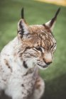 Primer plano de Lynx mirando hacia los lados en la naturaleza - foto de stock