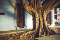 Vecchio albero con tronco spesso che cresce vicino all'edificio a Oaxaca, Messico — Foto stock