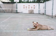 Собака играет в теннис на открытом воздухе — стоковое фото