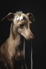 Pequeño perro galgo italiano con flor de manzanilla en la cabeza mirando hacia otro lado sobre fondo negro - foto de stock