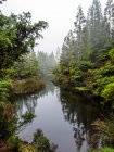 Perspective view of calm pond water flowing among lush green shores with green coniferous trees in mist - foto de stock