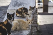 Colorful cute cats resting on concrete wall on street — Stock Photo