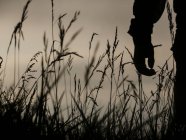 Schwarz-Weiß-Aufnahme einer anonymen Person, die zwischen hohem Gras steht, das in einem ländlichen Feld wächst — Stockfoto