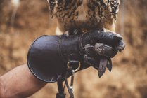 Gufo in piedi sulla mano indossando guanto in natura — Foto stock