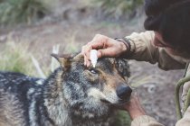 Homem cuidando de olhos de lobo no zoológico — Fotografia de Stock