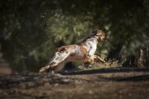 Perro moreno activo corriendo en el bosque - foto de stock