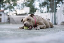 Коричневий pitbull в рожевий комір лежачи і гризе маленький жовтий тенісний м'яч у дворі — стокове фото