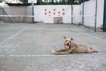 Cane che gioca con la palla da tennis all'aperto — Foto stock