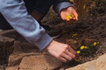 Mãos femininas coletando pequenas flores amarelas florescendo na natureza — Fotografia de Stock