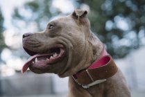 Pitbull marrón en collar de cuero rosa con la lengua sobresaliente sobre fondo borroso - foto de stock