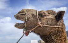 Bozal de camello con cuerda delante del cielo azul con nubes - foto de stock