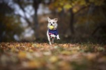 Маленькая собака бегает в осеннем парке с мячом во рту — стоковое фото