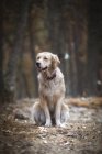 Golden retriever sitting in park and looking away — Stock Photo