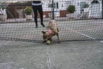 Собака грає з тенісним м'ячем на відкритому повітрі — стокове фото