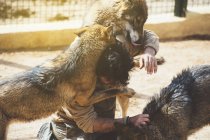 Homem lutando com lobos na gaiola no zoológico — Fotografia de Stock