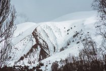 Picos cubiertos de nieve en invierno con árboles desnudos - foto de stock