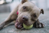 Primo piano del cane pitbull che gioca con la palla all'aperto — Foto stock