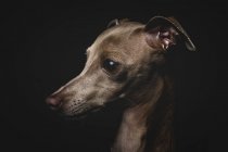 Close-up de cão de galgo italiano no fundo preto — Fotografia de Stock