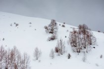 Снежный холм и голые деревья зимой с облачным небом на фоне — стоковое фото