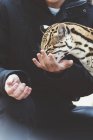 Крупным планом человека, кормящего леопарда в зоопарке — стоковое фото