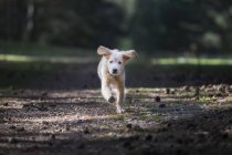 Curious breed golden retriever puppy running in park — Stock Photo