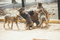 Homme aux prises avec des loups en cage au zoo — Photo de stock