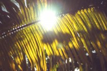 Iluminação brilhante da luz solar através da folha enorme da palma — Fotografia de Stock