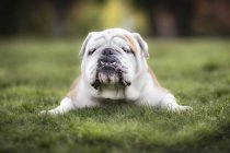 Divertente bulldog sdraiato sull'erba nel parco — Foto stock