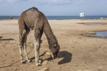 Cammello in libertà sulla spiaggia di Tanger, Marocco — Foto stock