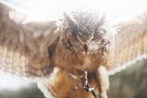 Close-up de coruja que abre as asas na natureza — Fotografia de Stock
