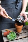 Mani umane impianto cactus pianta in vaso — Foto stock