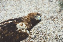 Falco seduto a terra e distolto lo sguardo — Foto stock