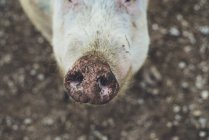 Nahaufnahme einer schmutzigen Schweineschnauze, die in die Kamera schaut — Stockfoto